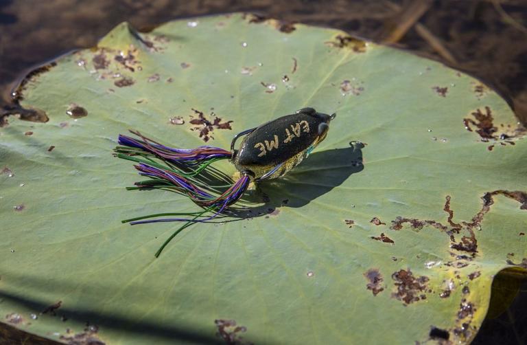 3 Topwater Frog Colors That Work Here, There, And Everywhere - 2021