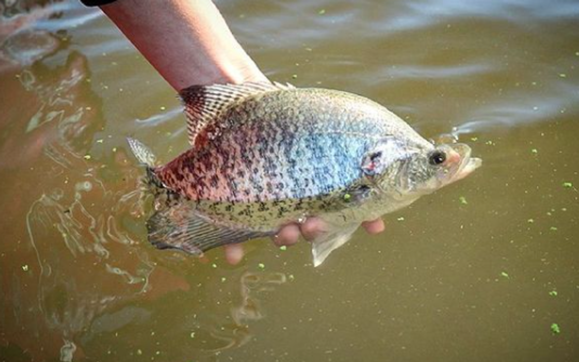 How To Fish Brush Piles For Big Fall Crappie