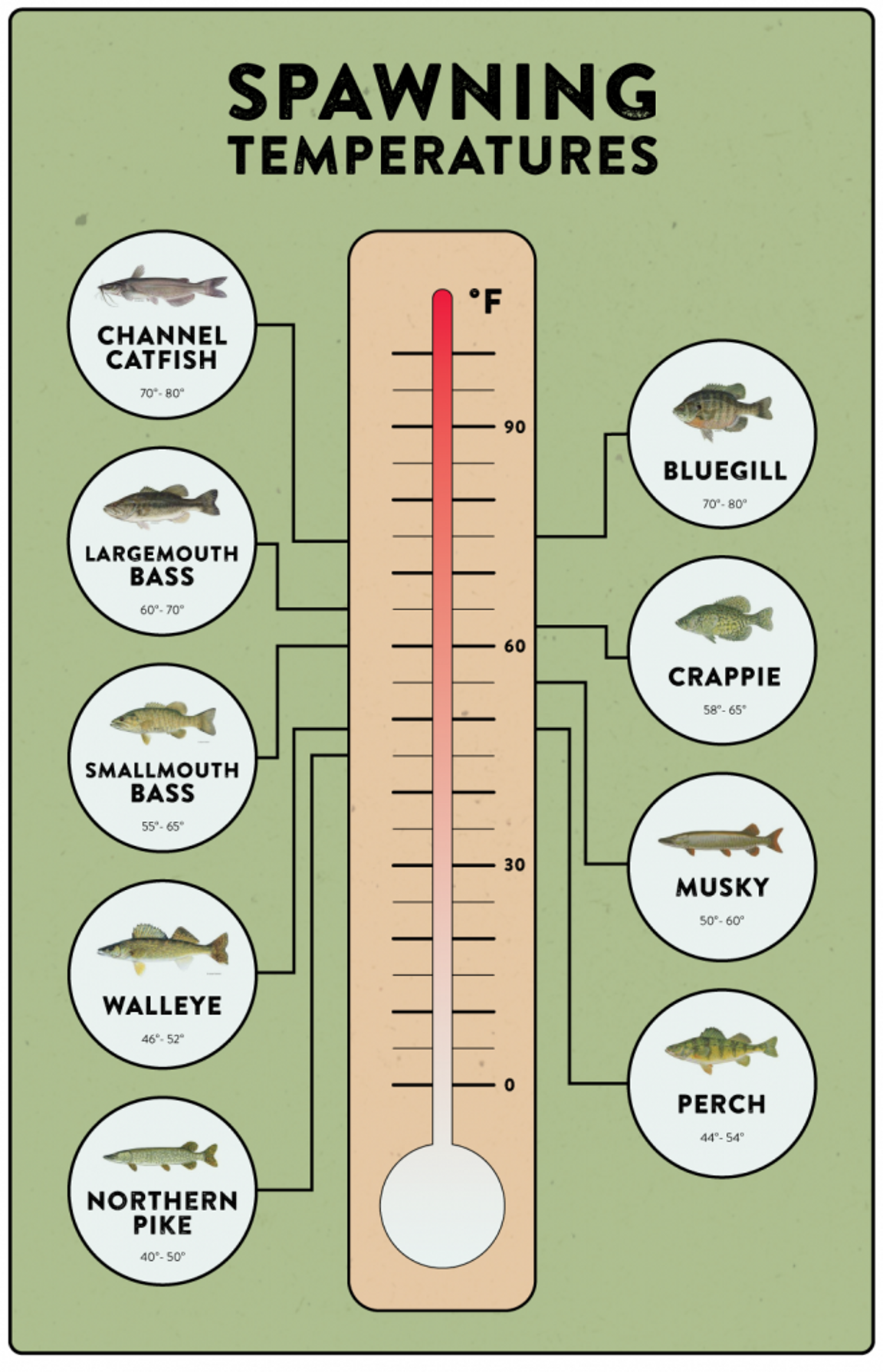 When Do Fish Spawn In The Spring? (9 Species Covered)