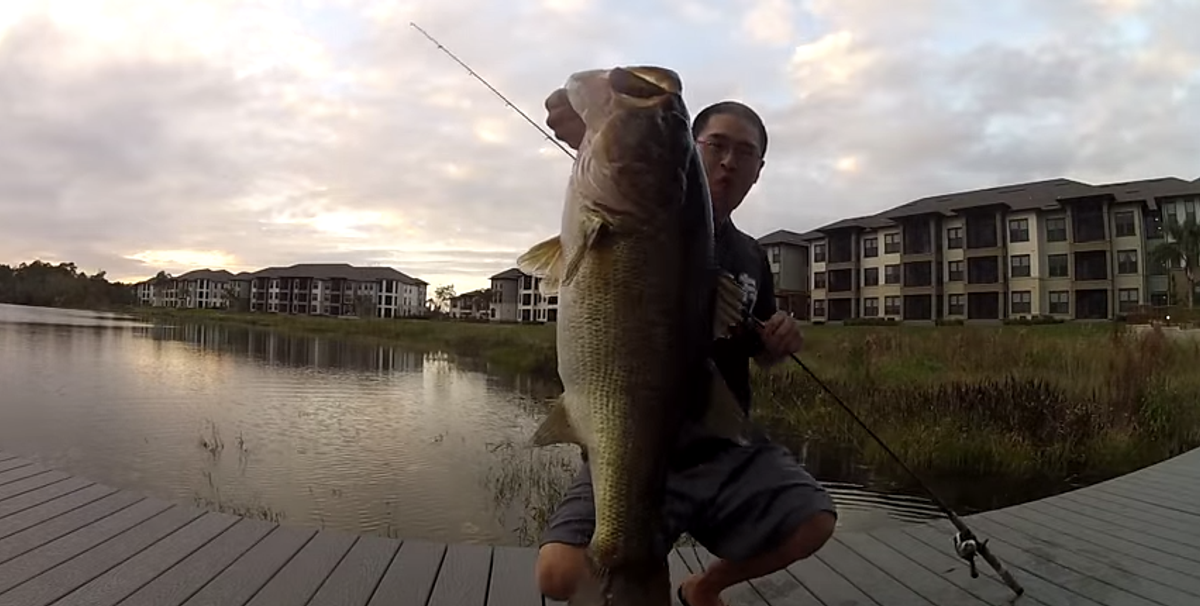 10lb. Bass Obliterates Frog Lure 2 Ft. From Bank (Slow Motion Video)