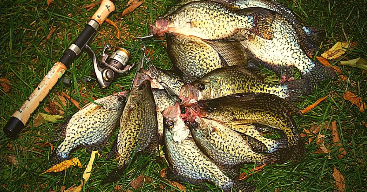 White Crappie vs Black Crappie: How To Tell The Difference