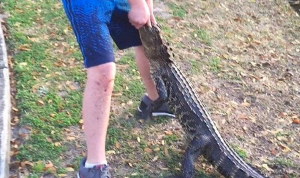 13 Year Old Wrestles Favorite Lure From Thief Alligator