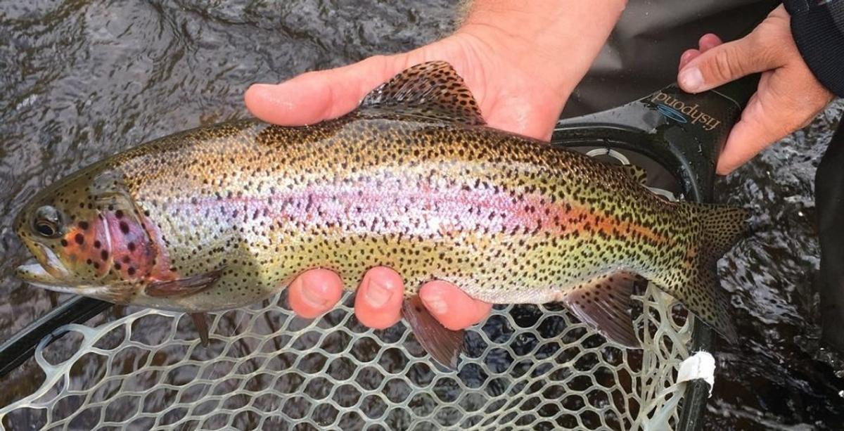 Trout Fishing 101: Trout Fishing Tips For Any Angler
