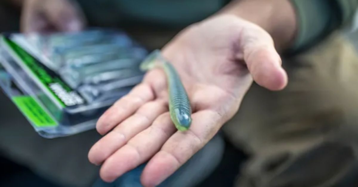 Paddle Tail Swimbaits: When, Where, And How To Rig Them