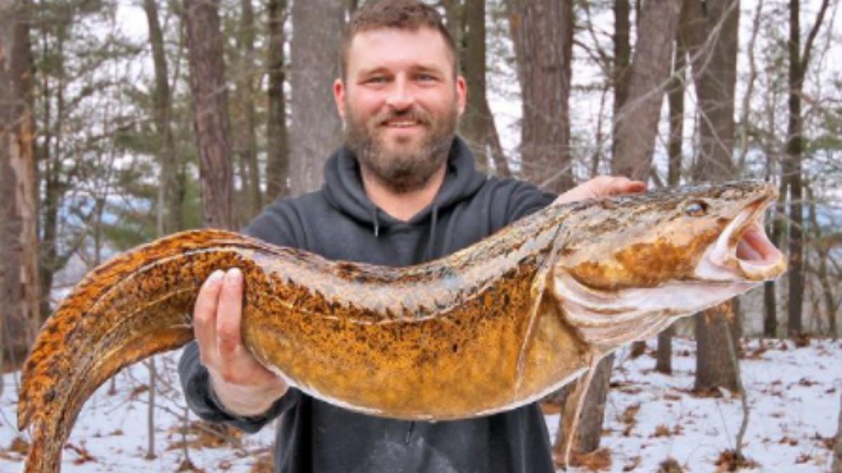 New Hampshire's State Record Burbot Broke By Local Ice Angler