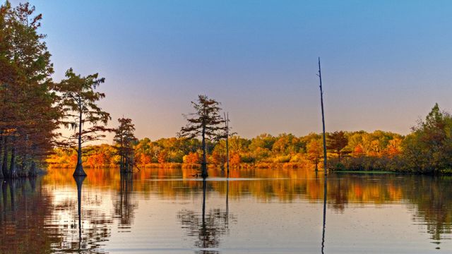 6 Tips For Fishing Docks, Trees, And More Wood Cover