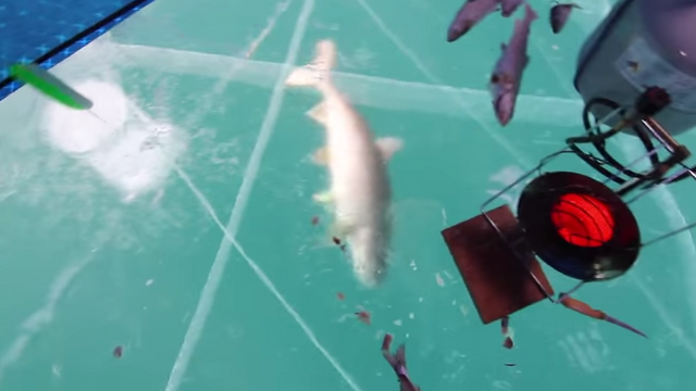 Fisherman Lands Monster Lake Trout On Clear Ice. His Reaction Is Priceless.