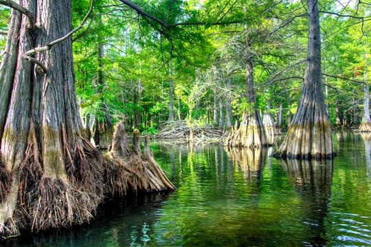 6 Tips For Fishing Docks, Trees, And More Wood Cover