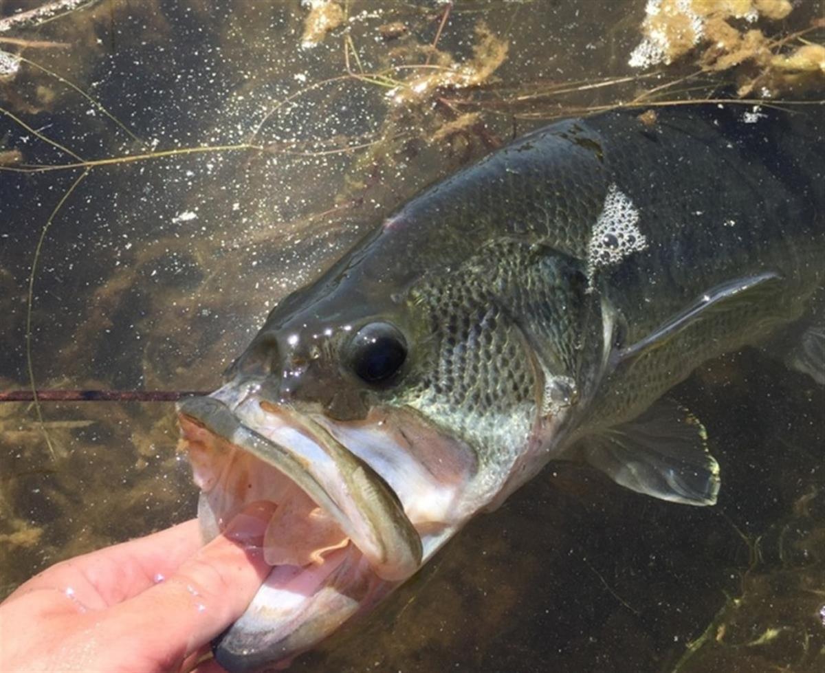 3 Keys To Catching Bass In Grass 3 Keys To Catching Bass In Grass