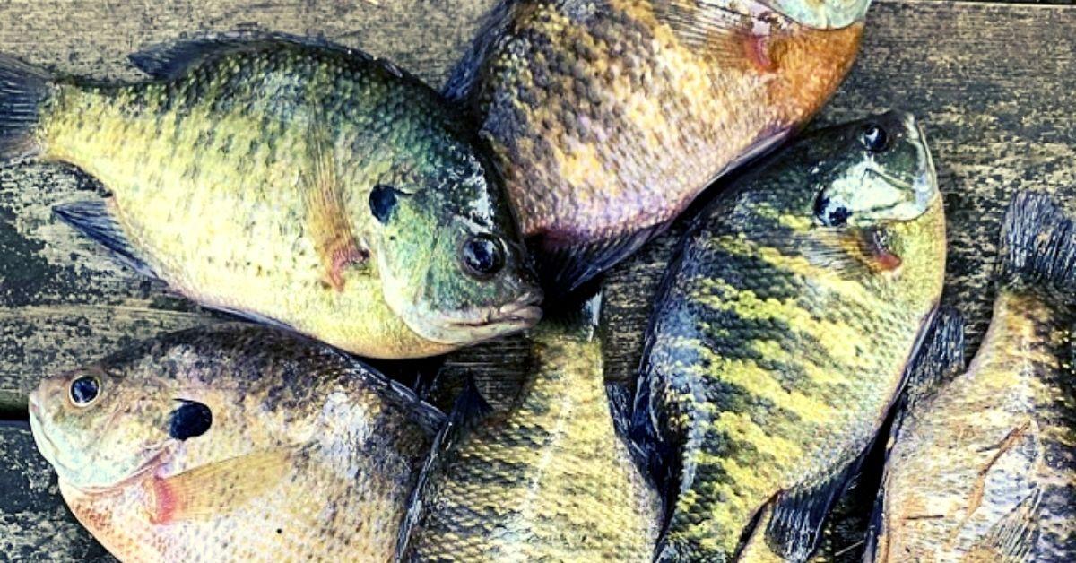 How To Catch Bluegill This Spring