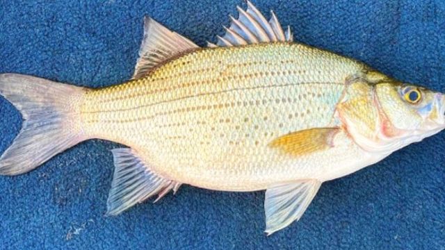 How To Catch, Clean, And Cook White Bass (Blade Bait Bite)
