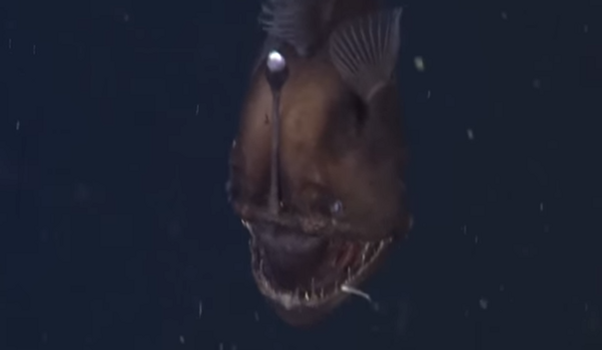 Meet The Anglerfish: The Fish That Invented Fishing
