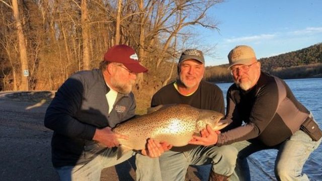 GIANT Brown Trout Shatters Missouri State Record!