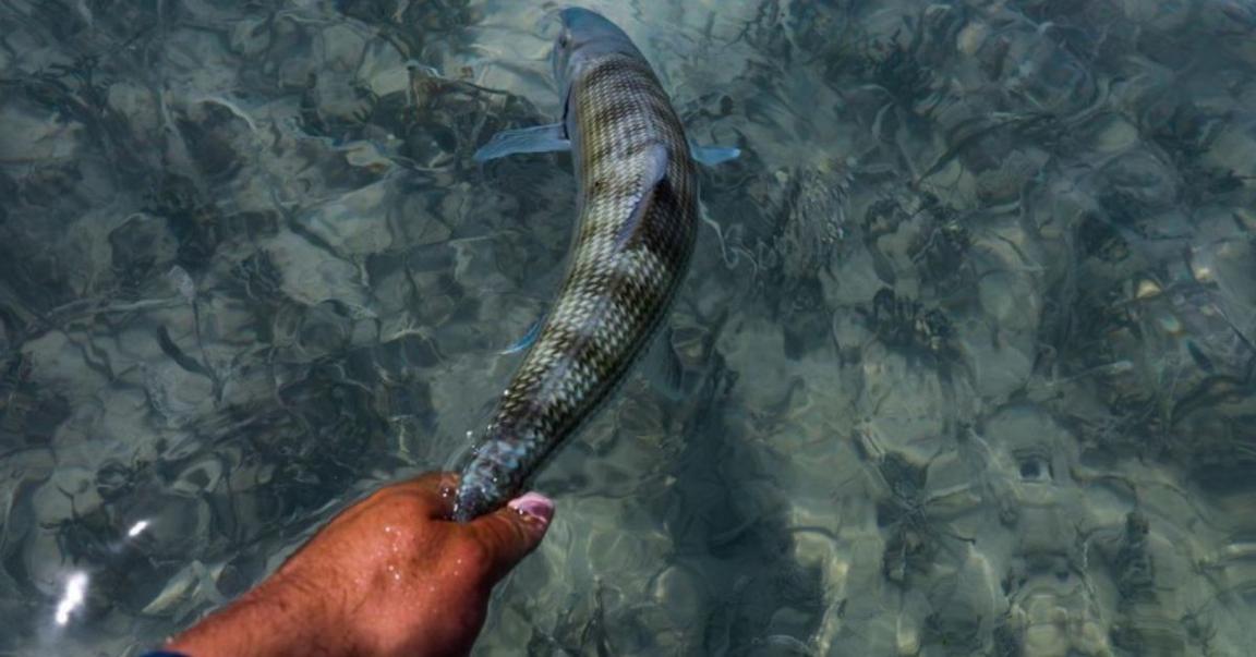 Saltwater Fishing Gear 10 Inshore Essentials Every Anglers Needs