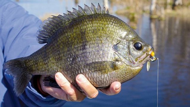 How To Fish A Little Underspin For Panfish
