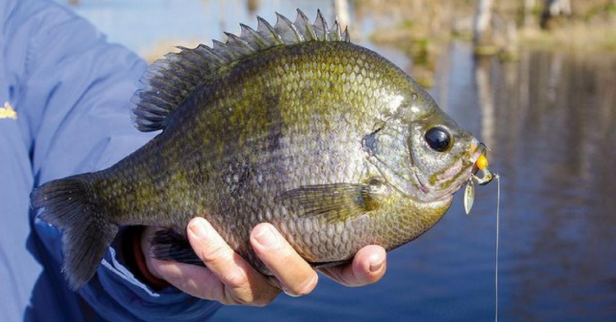 How To Fish A Little Underspin For Panfish