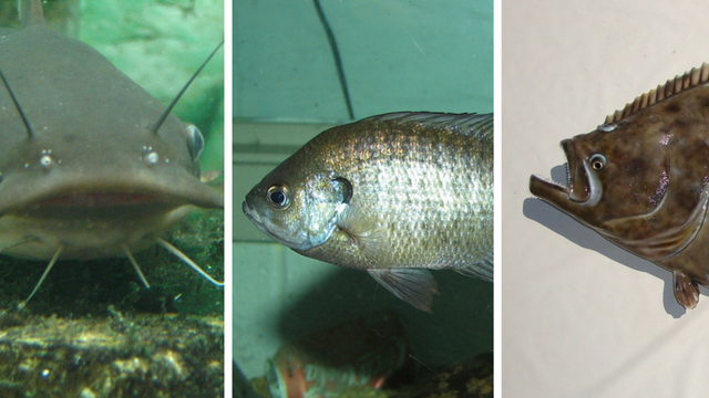 Can You Name These 15 Fish Just By Their Pictures?