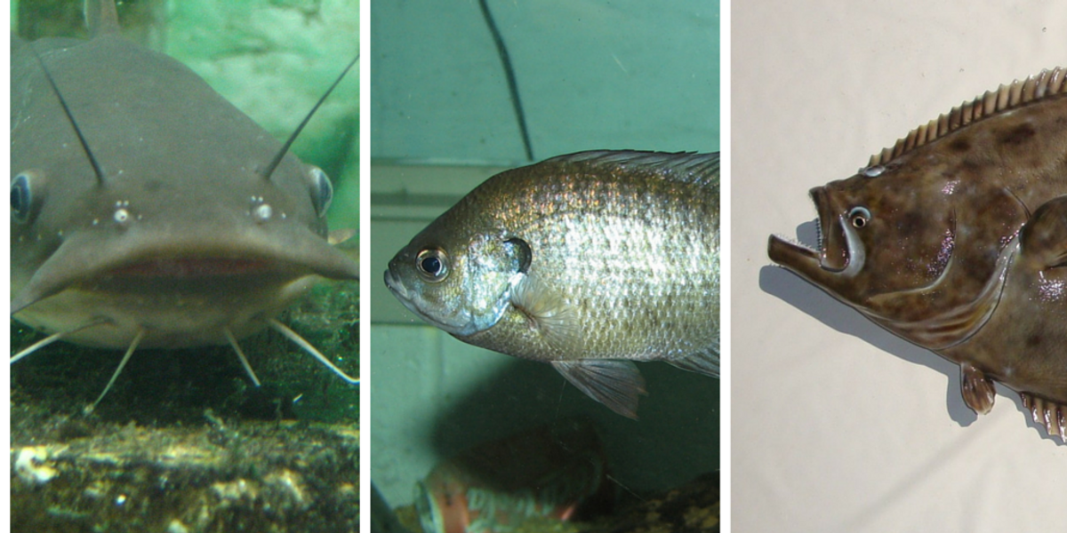 Can You Name These 15 Fish Just By Their Pictures?