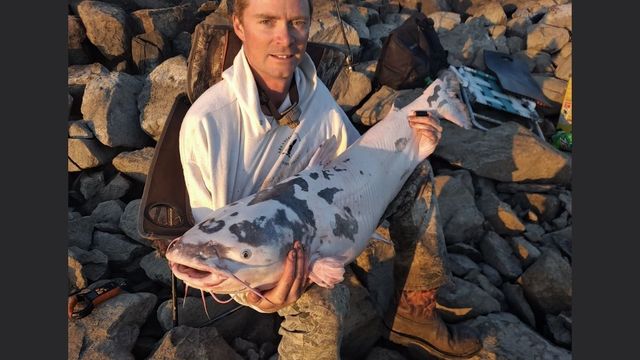 I Was Like Holy Cow!" Said The Angler Who Pulled This Ultra Rare Catfish From The Mississippi River