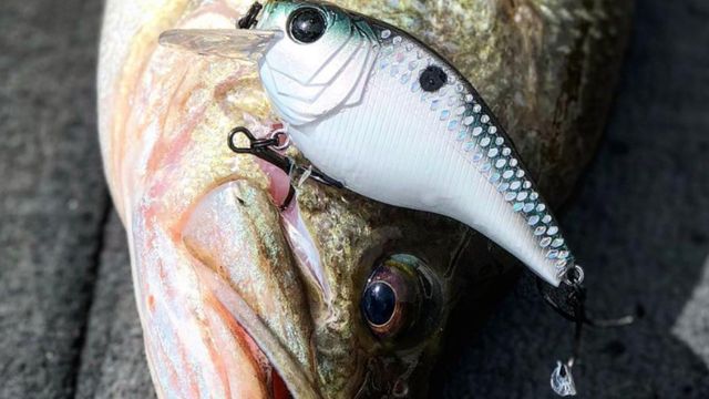 Using Searchbaits To Cover Water And Catch More Fish