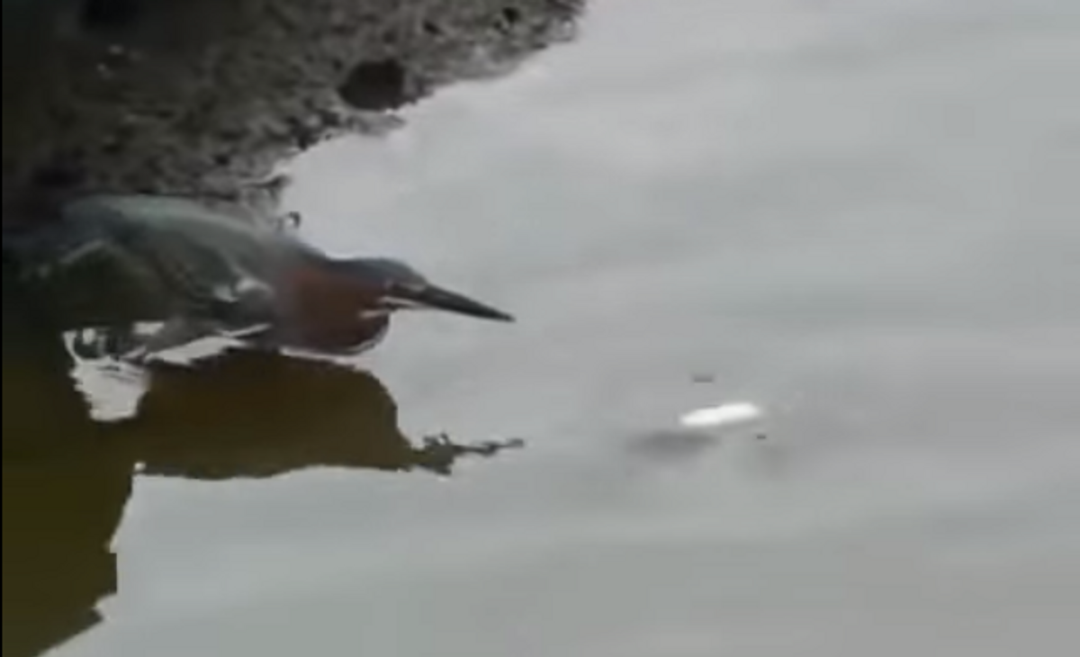 Genius Bird Catches Fish Using Bread As Bait. Amazing! [VIDEO]