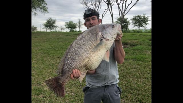 Insanely Fat Freshwater Drum Eats Anglers Trick Worm And Wins Him Fishing Contest