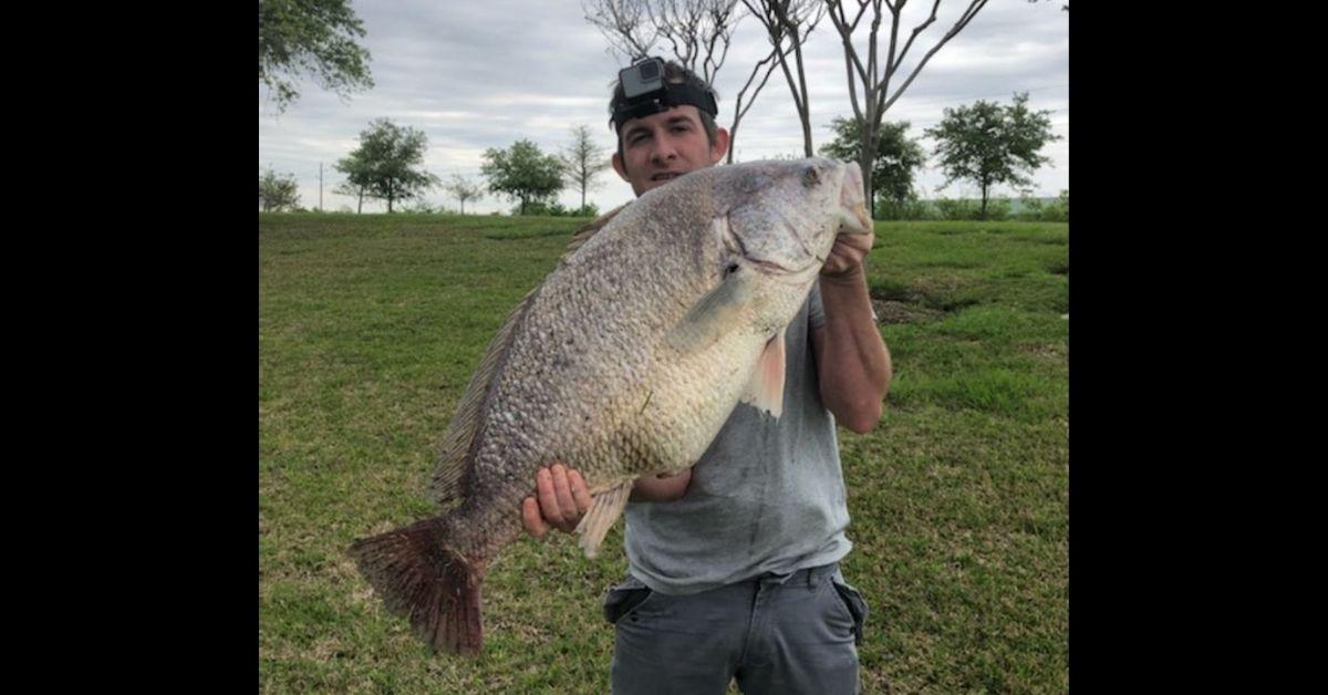 Insanely Fat Freshwater Drum Eats Anglers Trick Worm And Wins Him Fishing Contest