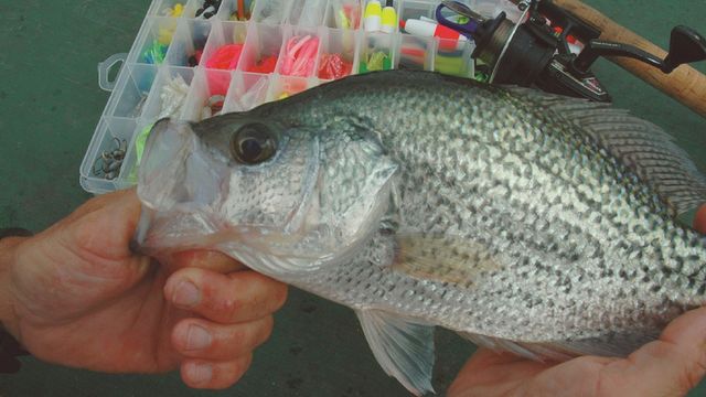Why You Should Follow The Barometer To Catch Crappie, According To Science