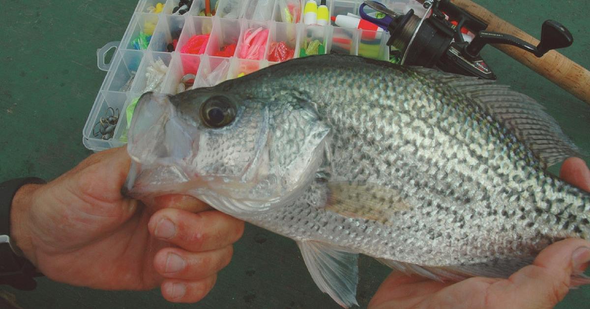 Why You Should Follow The Barometer To Catch Crappie, According To Science