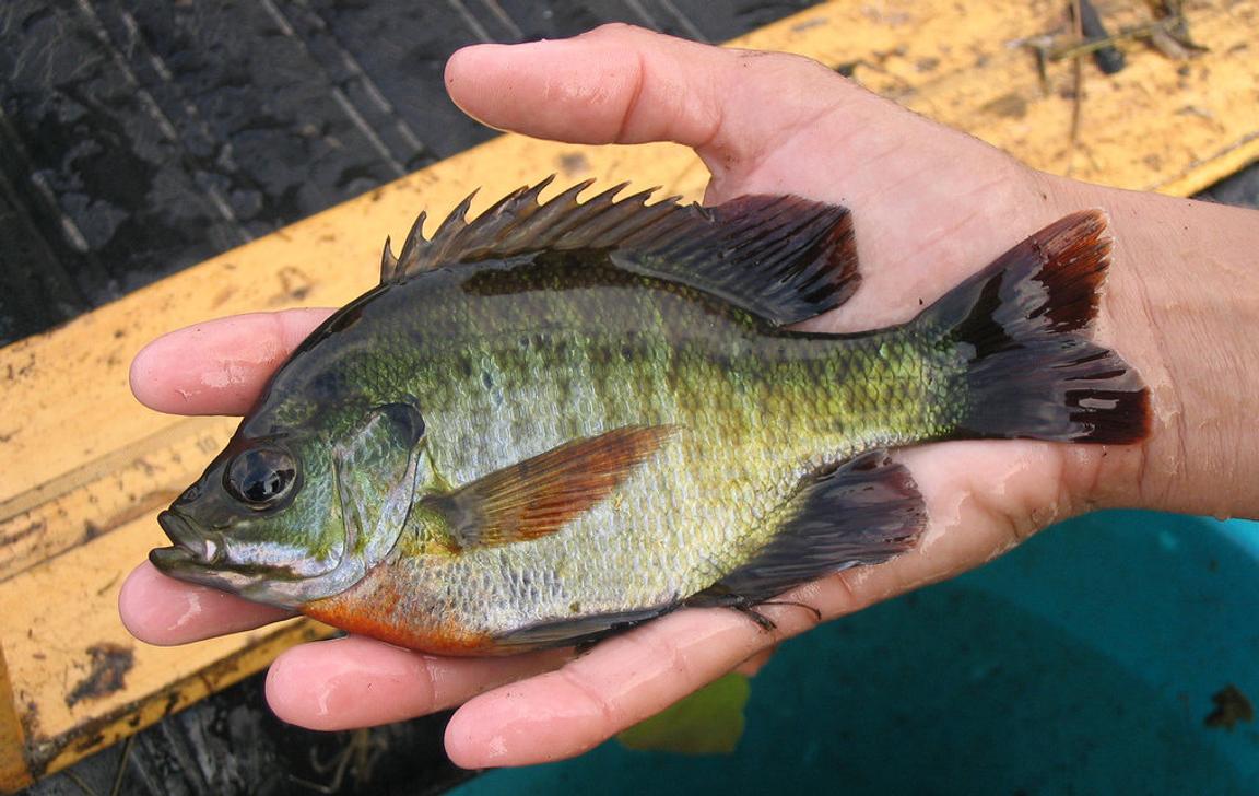 Bluegill Fishing 101 How To Catch Bluegill