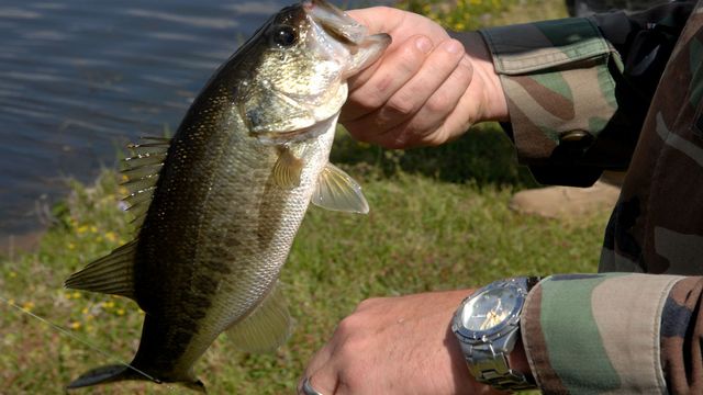 How To Catch Bass In Cold, Murky Water