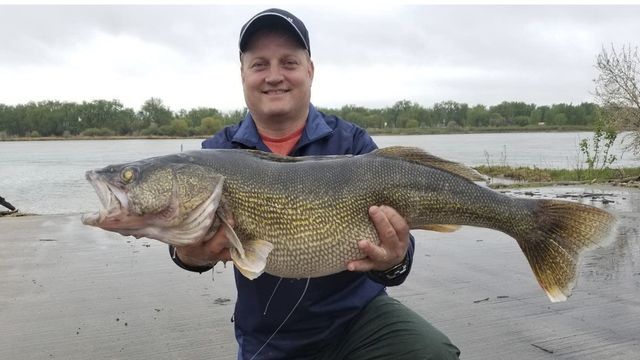 Every State Walleye Record In America
