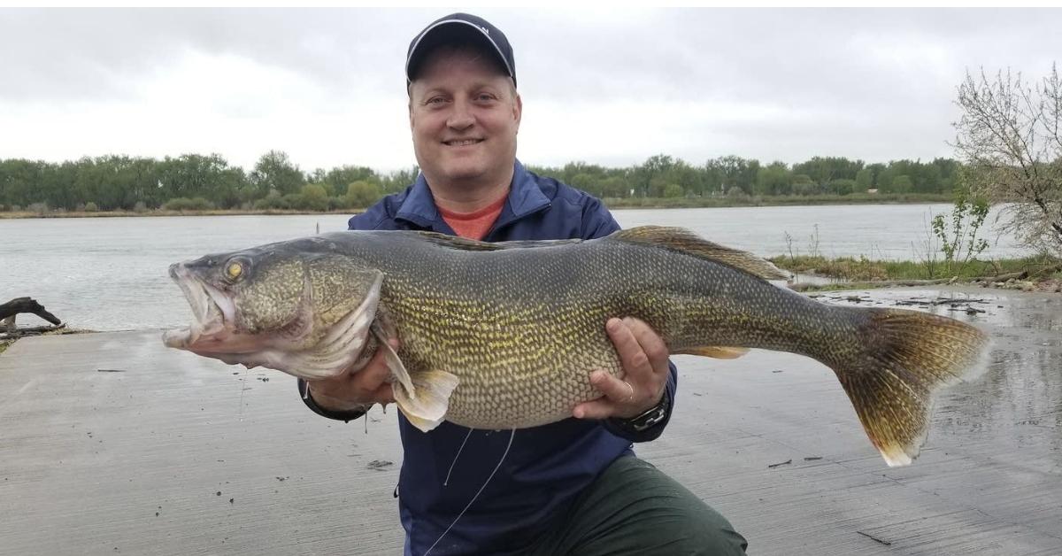 Every State Walleye Record In America