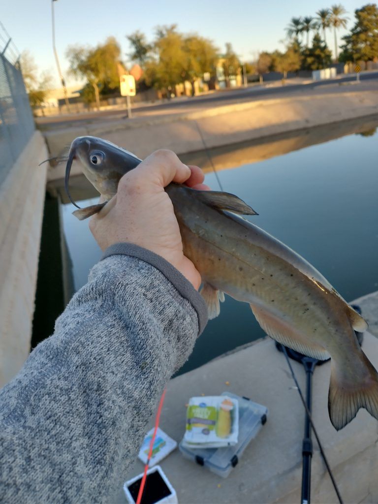 How To Catch Fish In The Phoenix Area Bottom Feeders Galore