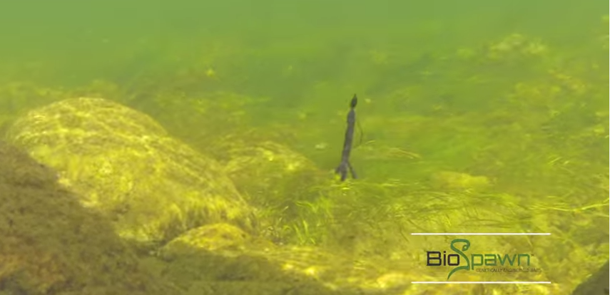 BioSpawn Releases New Underwater Footage of BaitsAnd The Action