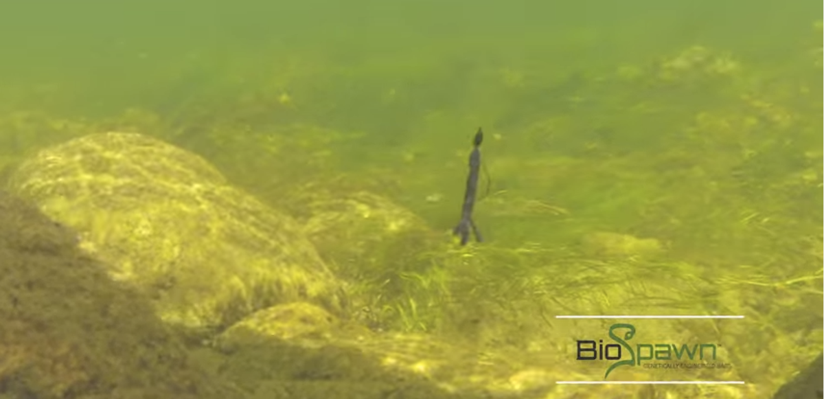 BioSpawn Releases New Underwater Footage of Baits...And The Action Is Amazing!