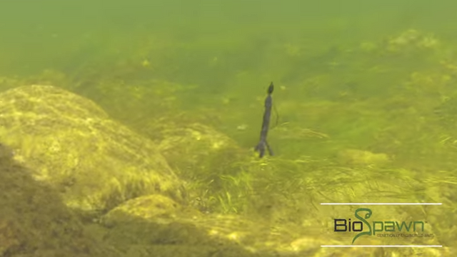 BioSpawn Releases New Underwater Footage of Baits...And The Action Is Amazing!