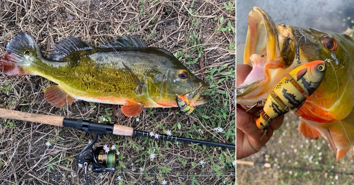Florida Man Catches Cannibal Bass With New Custom Colored Swimbait