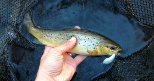 Fall Fishing For Trout: 10 Tips You Need To Know