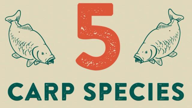 5 Kinds Of Carp You Can Find In The United States