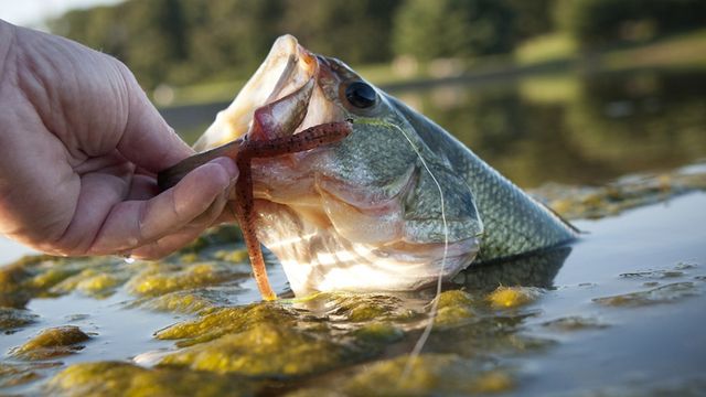 What Are "Feeder Creeks" And Why Should We Fish There?