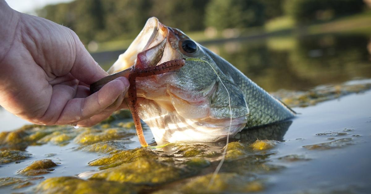 What Are "Feeder Creeks" And Why Should We Fish There?