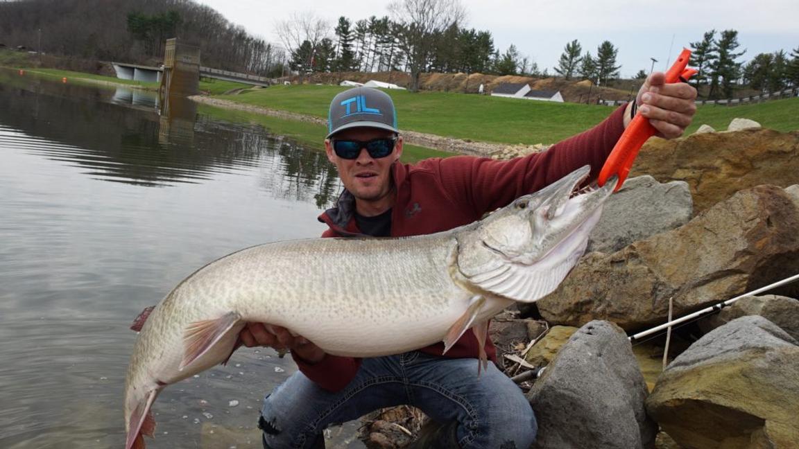 Possible Ohio State Record Musky Caught & Released