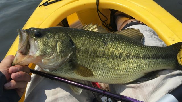 Tips For Catching Post Spawn Bass