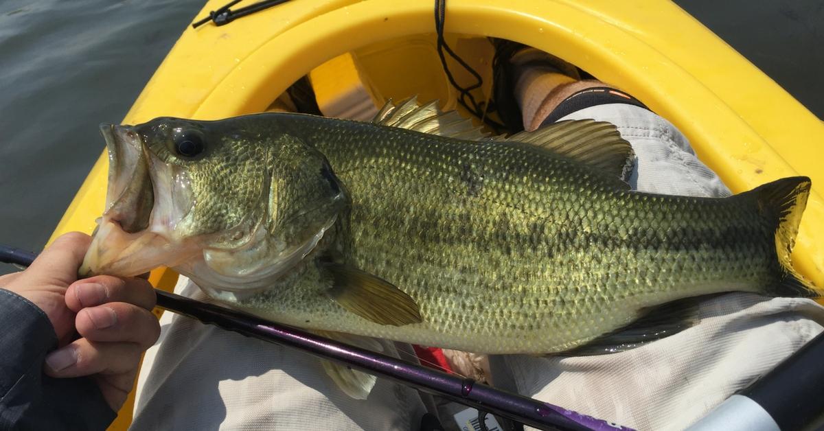 Tips For Catching Post Spawn Bass