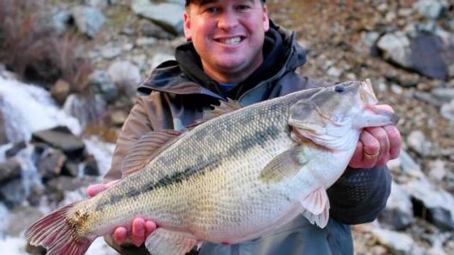 Possible New World Record Spotted Bass Caught At Bullard's Bar
