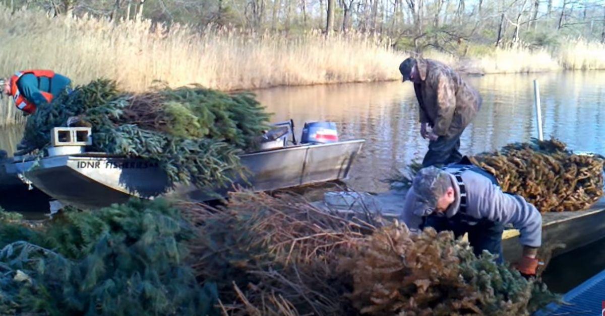 How The Army Uses Christmas Trees To Make Fishing Better