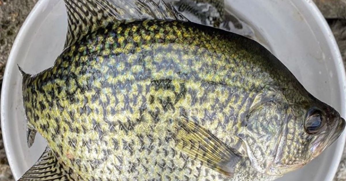 Fishing The White Bass Spawn: How To Catch And Cook One Of