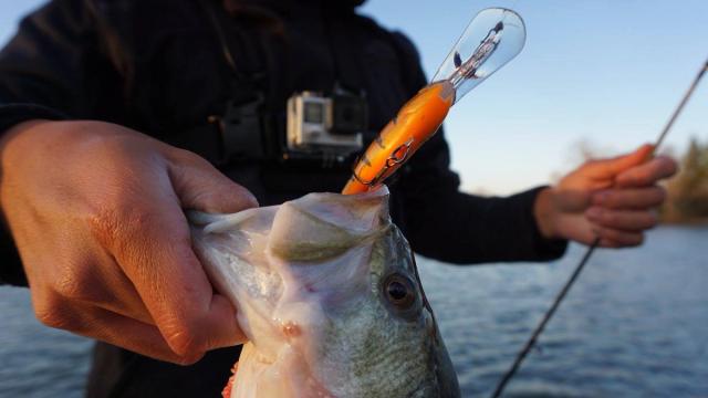 The 6 Baits You Need To Catch Actively Feeding Bass