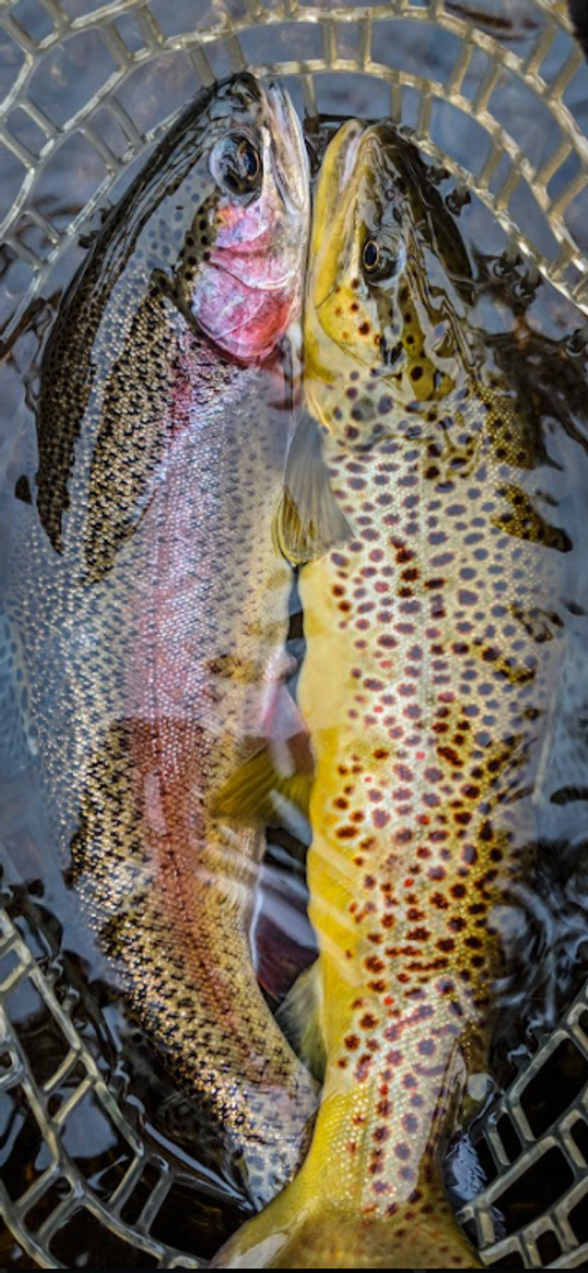 What Do Trout Actually Eat? An Inside Look At The Diet Of A Trout